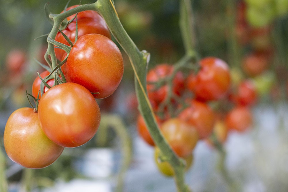 Solmogen kvist tomat skördemogen hängandes på kvisten 